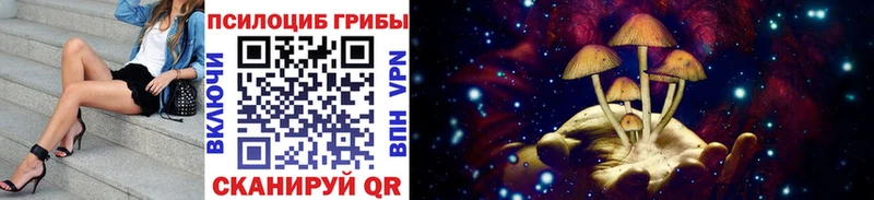 где купить наркоту  Каменка  Галлюциногенные грибы Psilocybe 